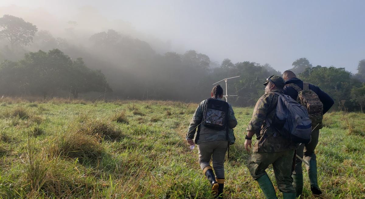 Students walking in tall grass.