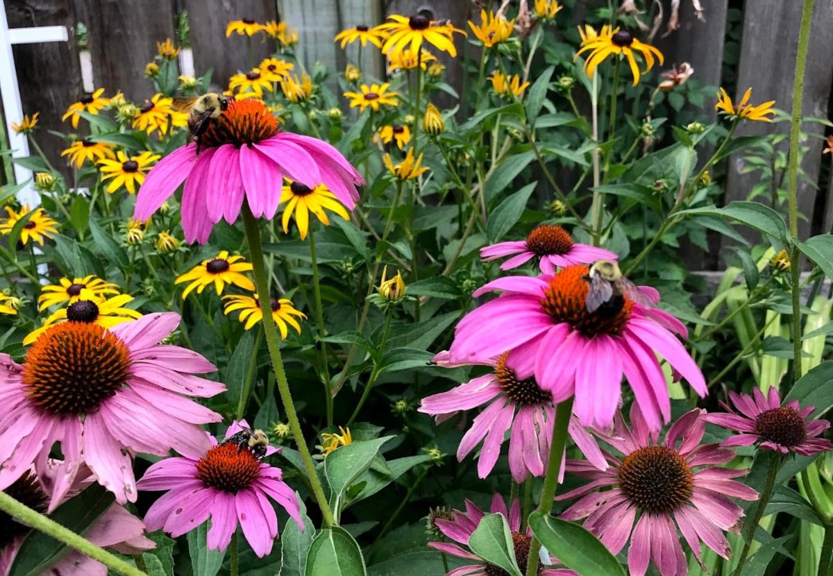 Spring has sprung in the Northern Hemisphere! Current Dragonfly student Eileen Kinsella photographed these wildflowers and bumblebees in her native plant garden in St. Louis. Kinsella used the photo in a Dragonfly research project and in her work with a local citizen science project that involves collaboration among universities, the St Louis Zoo, Missouri Botanical Garden, and other conservation organizations. Said Kinsella, "It serves as a good example of the way Project Dragonfly courses bring students into collaborative community-building projects."