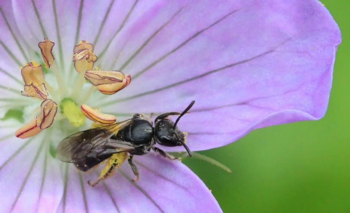 A wasp on a purple flower.