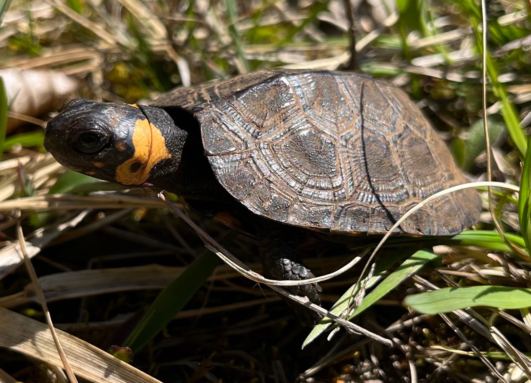 Little turtle in the grass