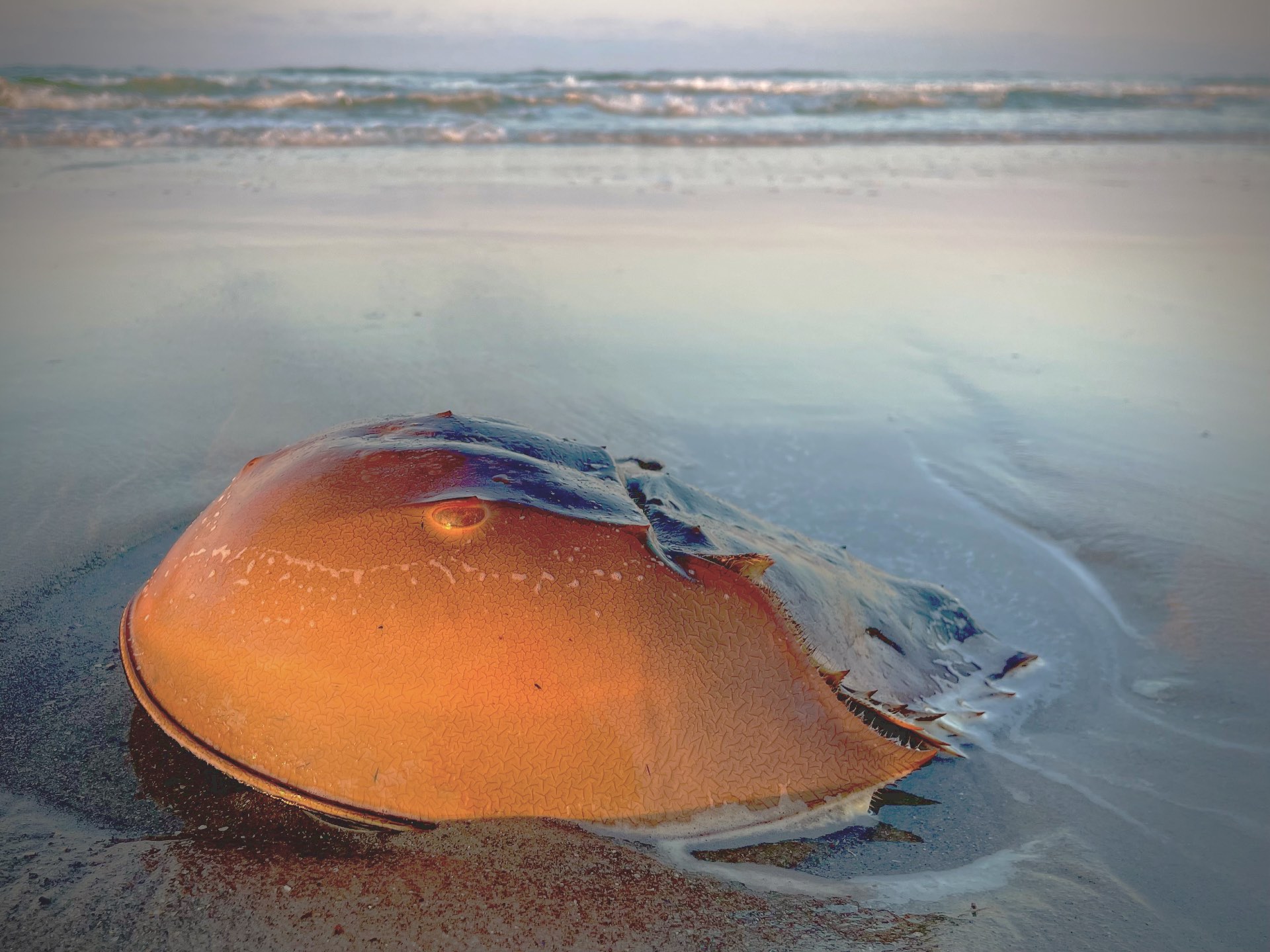 Horseshoe crab in the sand