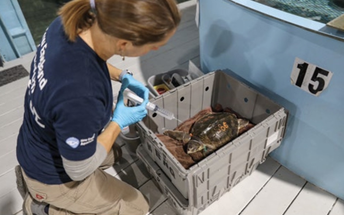 Kristen Luise keeping water on a sea turtle.