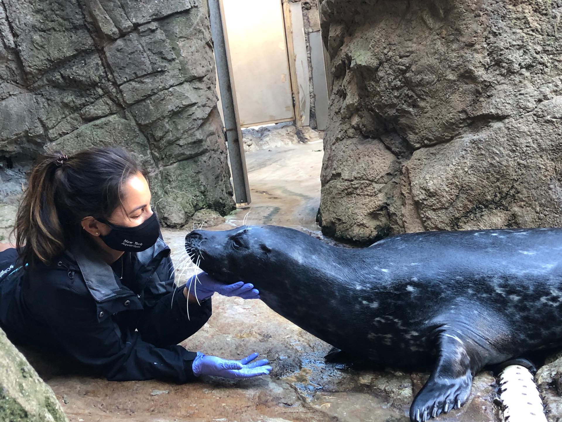 Payden Hubbert scratching a seals' chin.