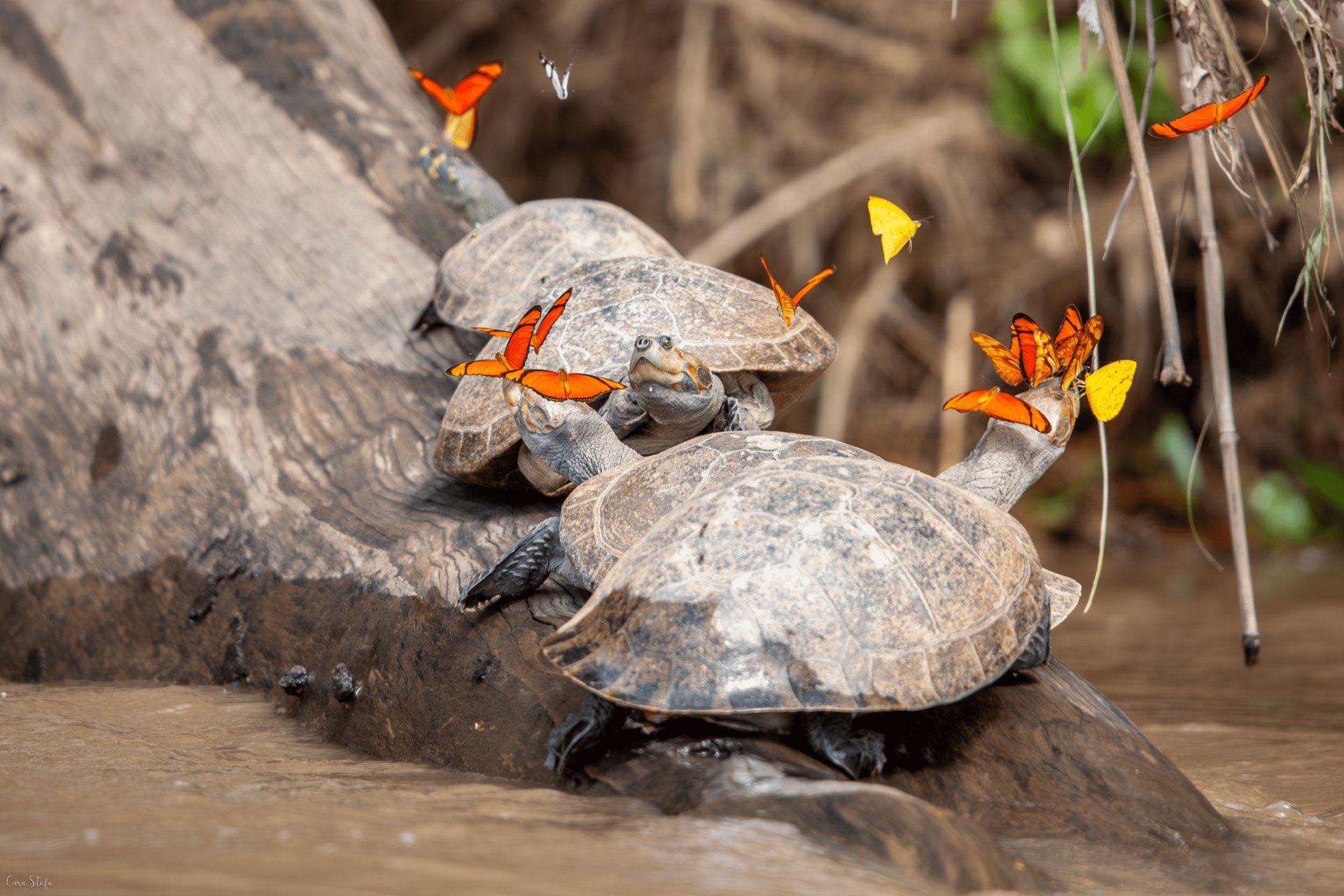 Turtles with butterfly's on their noses.