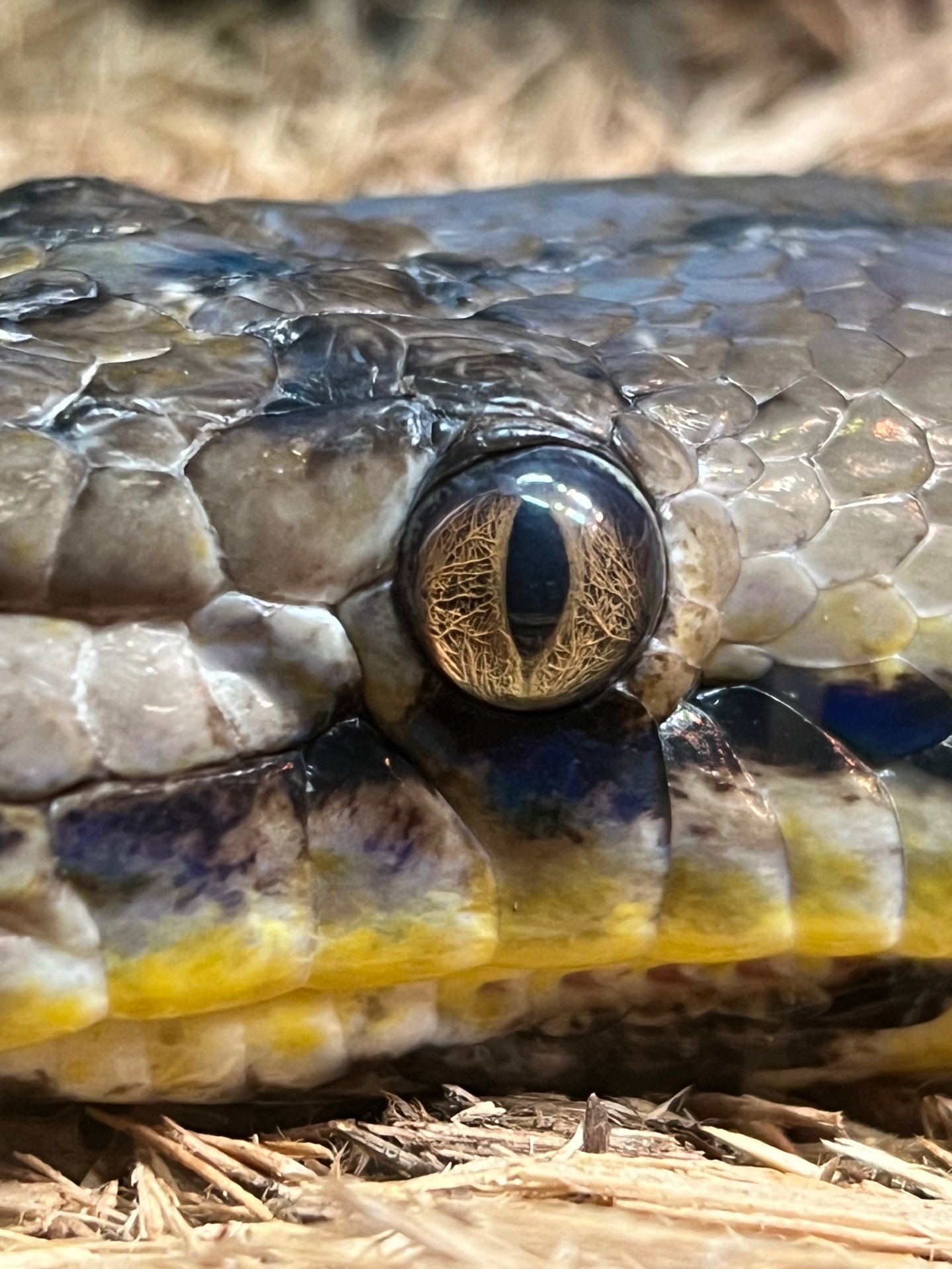 A snake's eye