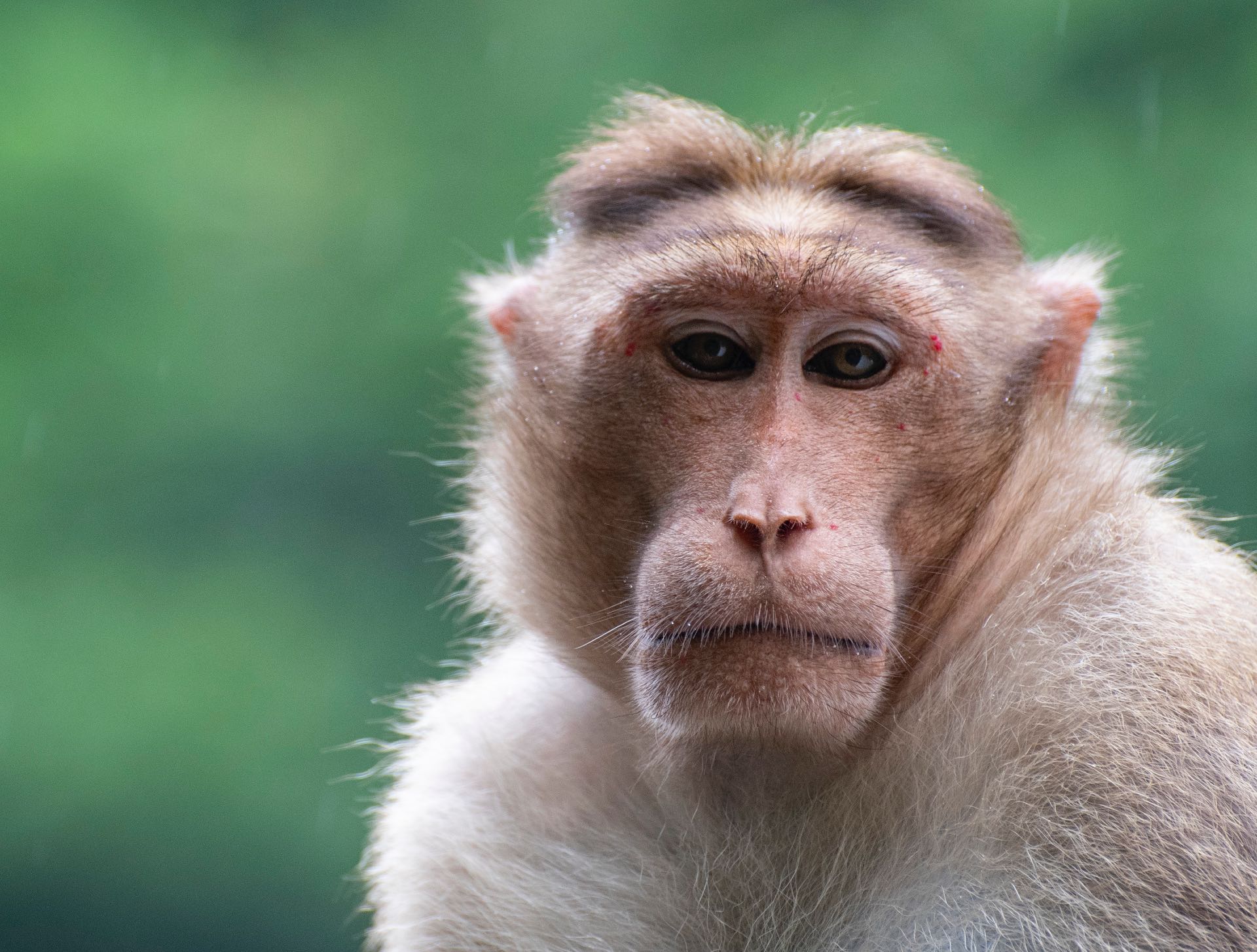 Primate face.