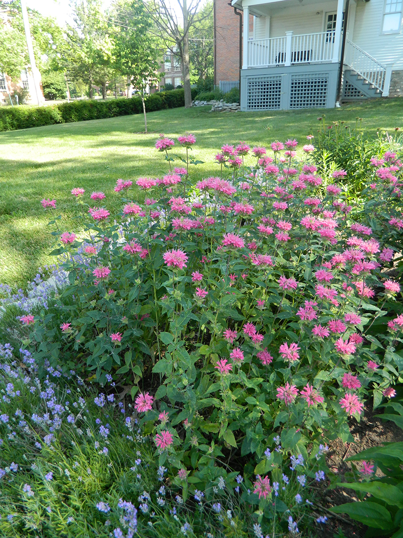 Monarda