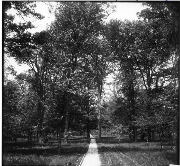 Photo of tree-lined path