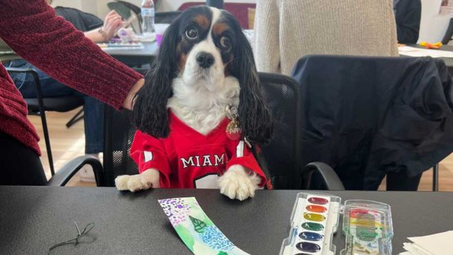 Poppy, a King Cavalier dog dressed in a Miami University jersey