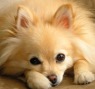 Image of a small blond fluffy dog