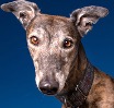 image of a greyhound dog