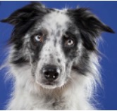Image of a border collie