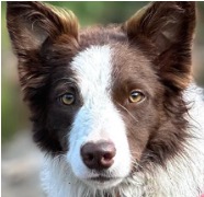 Image of border collie
