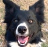 Image of border collie