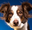 Image of Australian shepard 