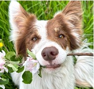 Image of border collie