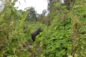 One of the last mountain gorillas