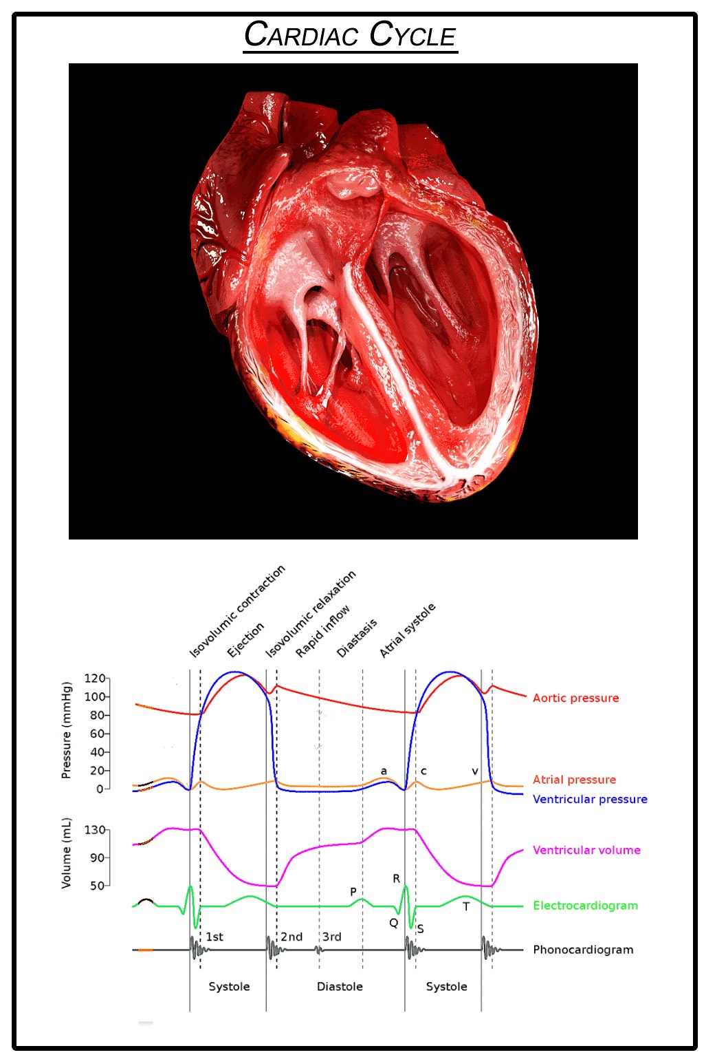 Representational art of heart anatomy above a graph showing blood pressure and volume of the heart.