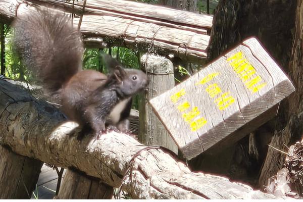 An Italian squirrel sniffs a post.