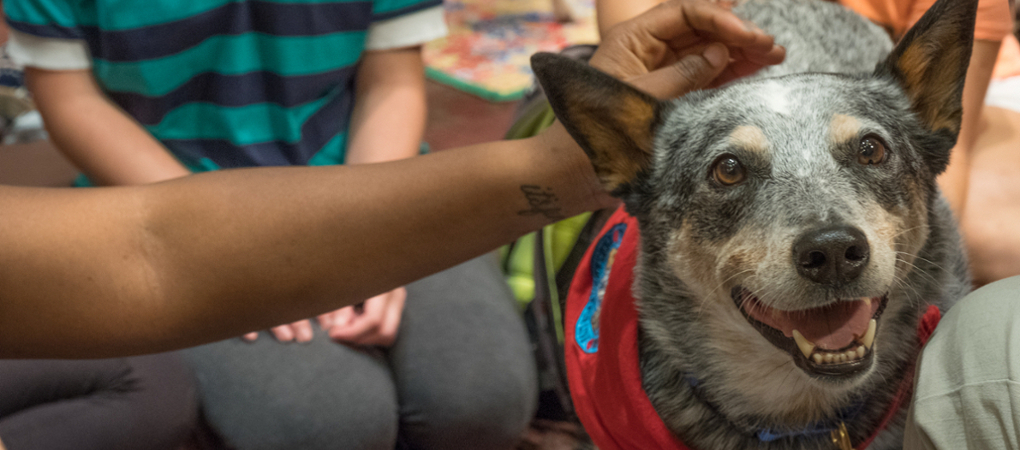 small gray dog in a red vest being pet by several Miami students