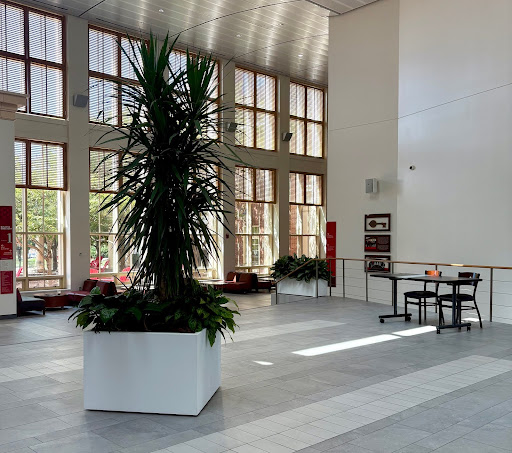 Large green plant in the Armstrong atrium.
