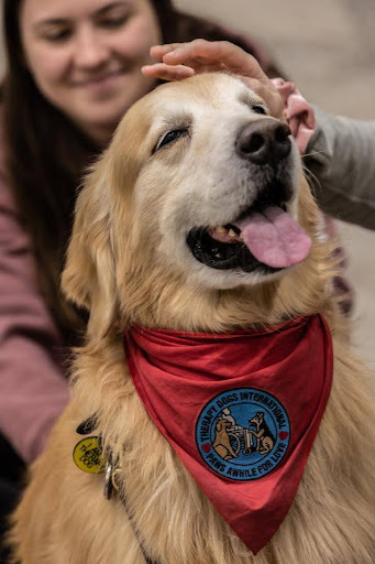 dog-therapy-golden.jpg