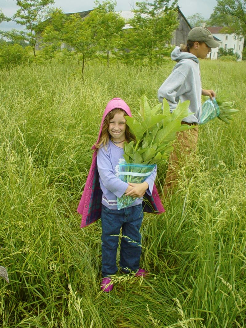 A myaamia child holding some harvested milkweed plants in a grassy field