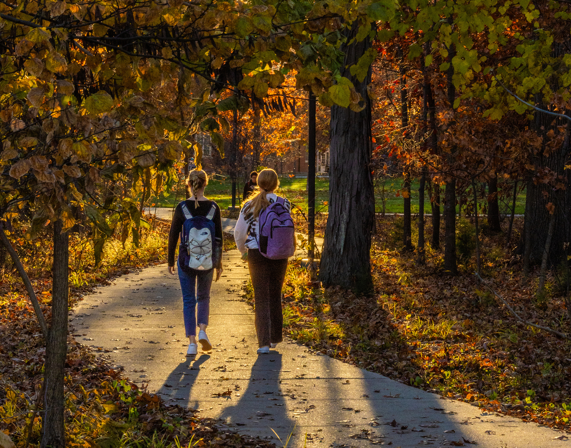 Two students walk down a tree-lined path in the fall with the sun shining overhead.