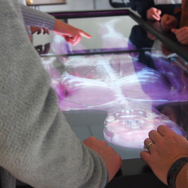 a table showing an interactive model of a skeleton
