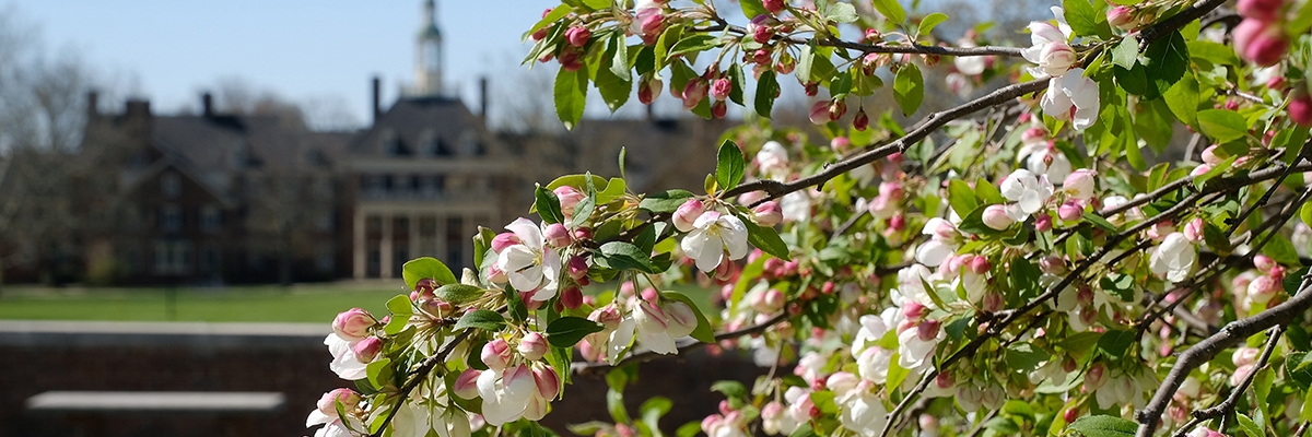 flowering tree