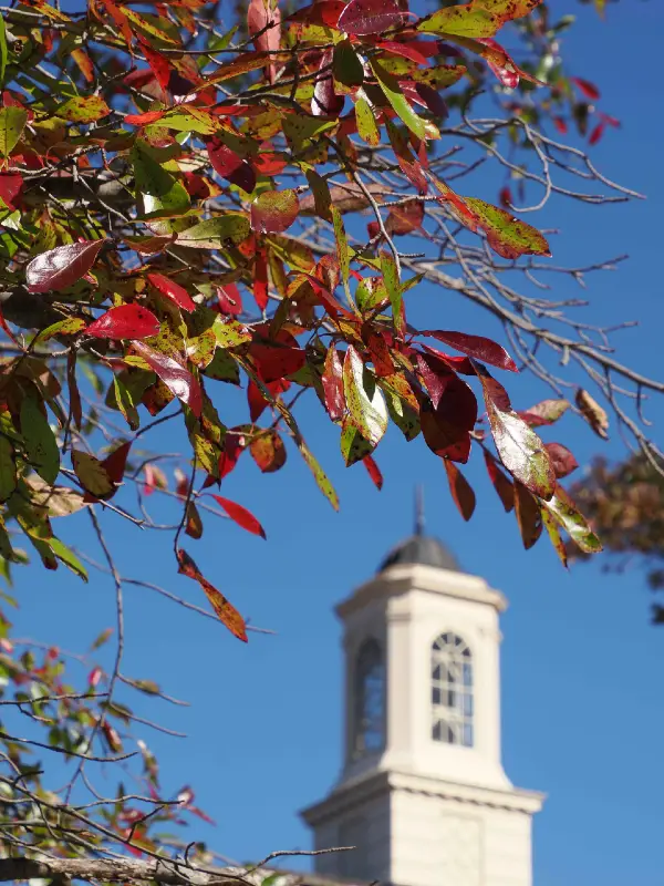 tree with red and orange leaves in front of bell tower