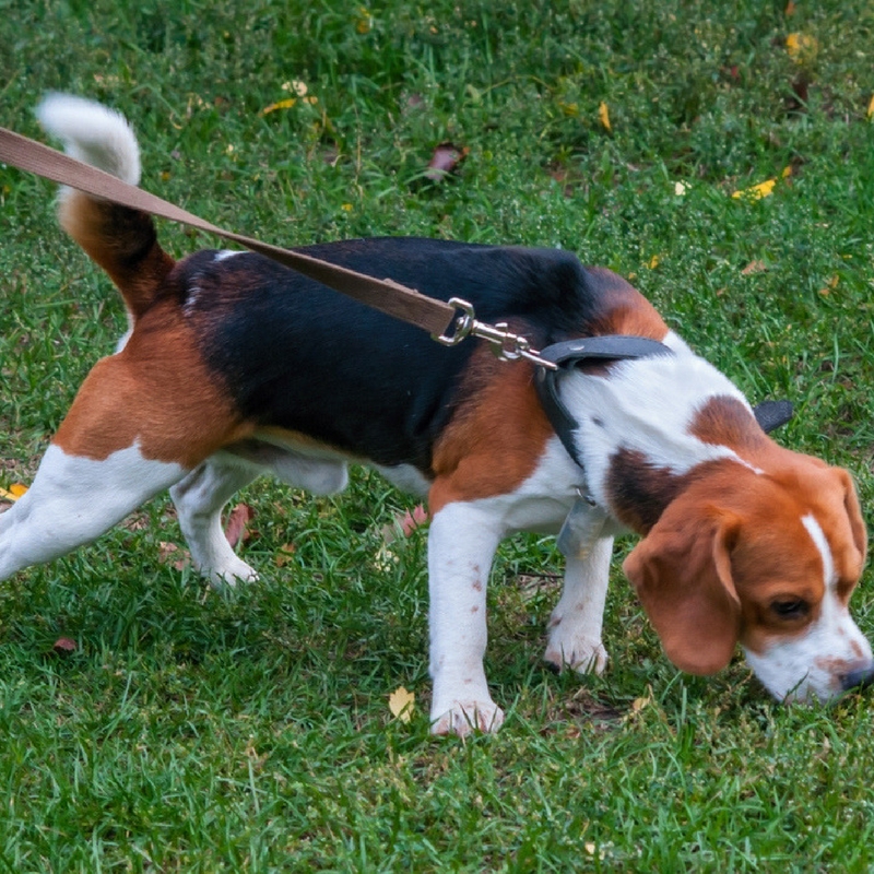 Beagle walking with leash on green grass