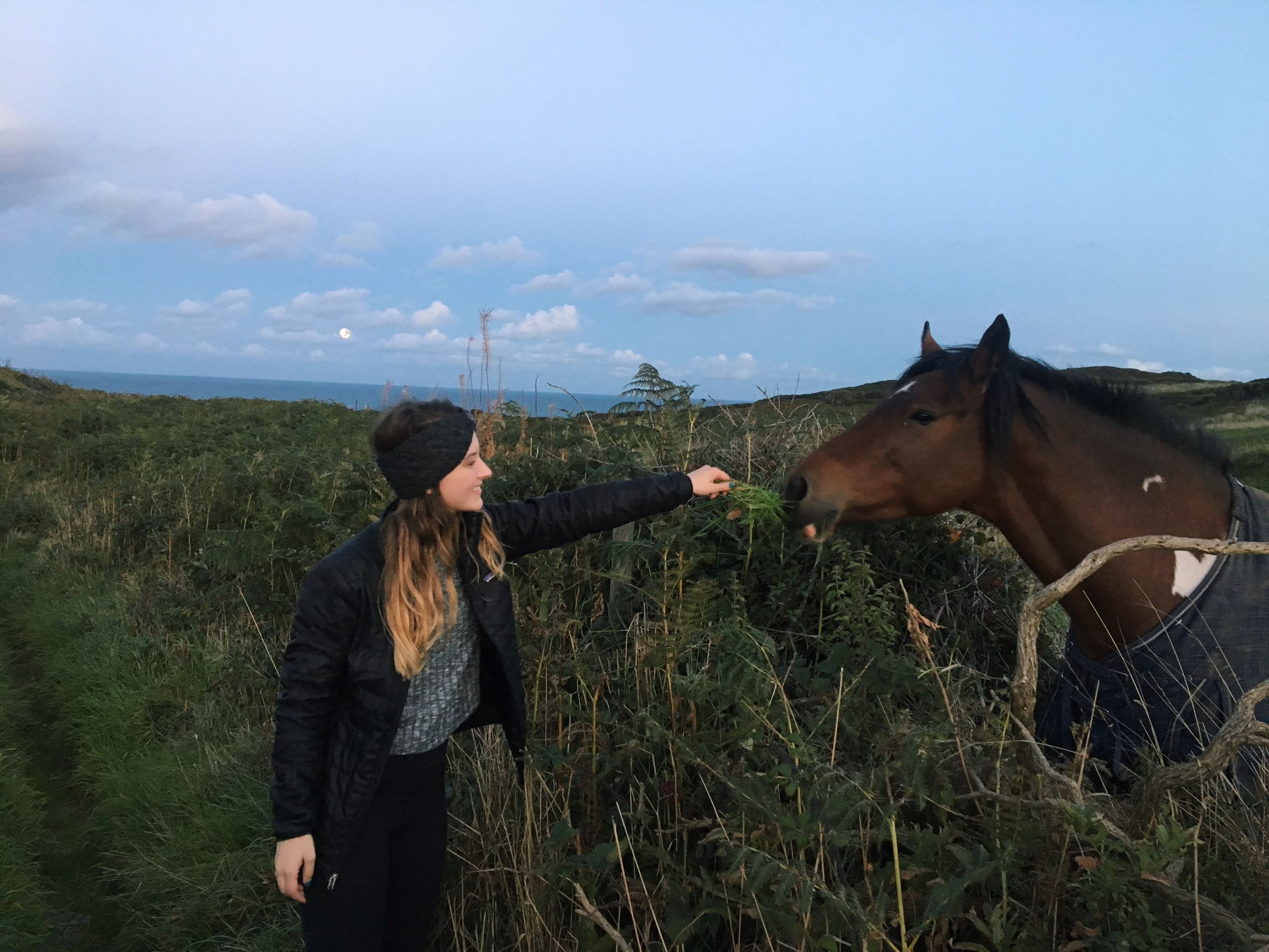 miami student pets horse