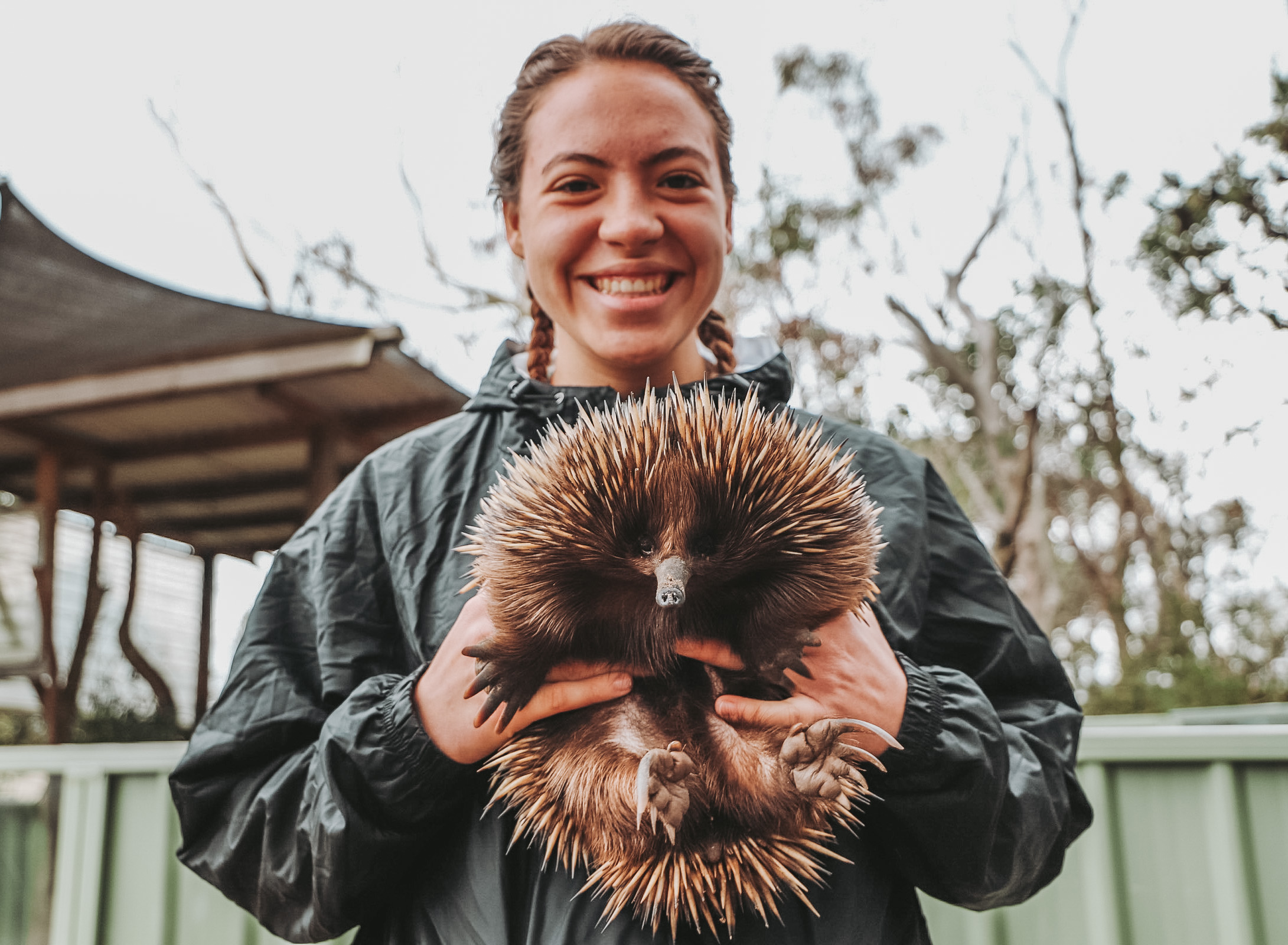 The Incredible Echidna" by Evelyn Holman