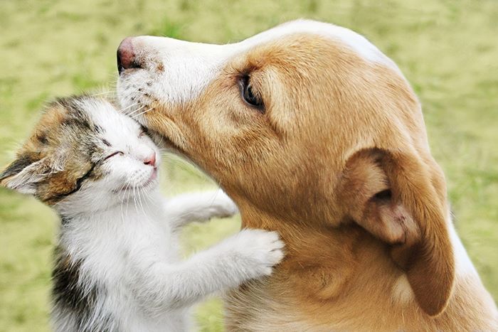 A dog nuzzles a kitten