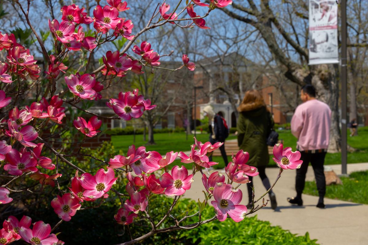 Students walking towards King Library amidst flowers on a spring day