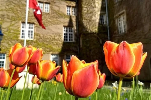 grass with orange and red tulips