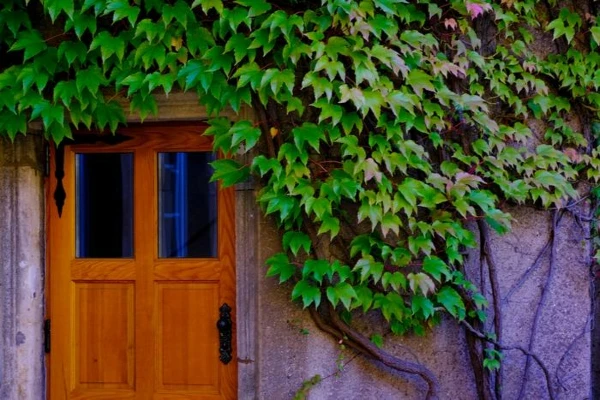 vines and green leaves growing on the chateau walls