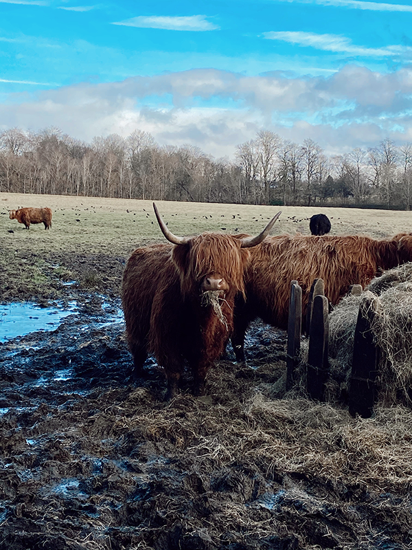 Scottish cows