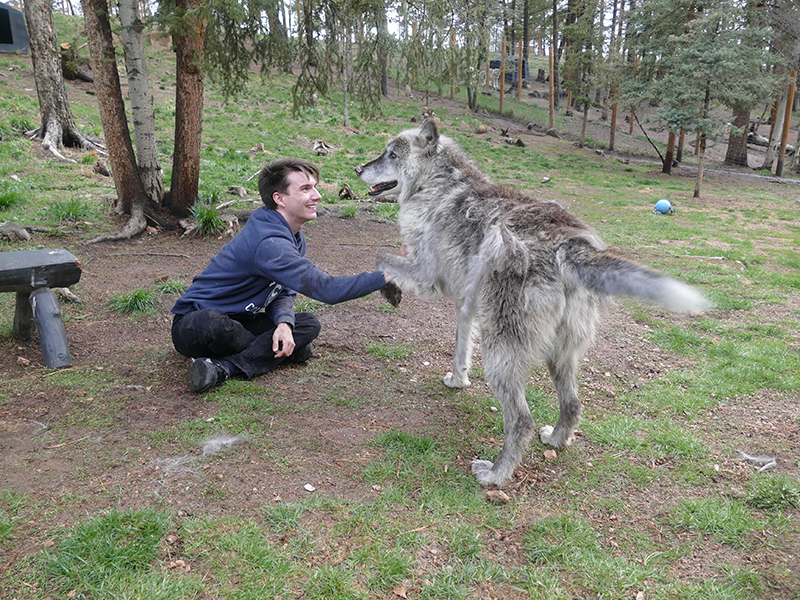 Patrick shaking hands with a friendly wolf