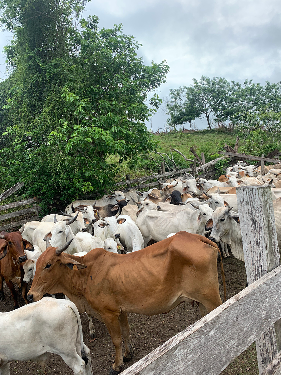 Cattle in a pen