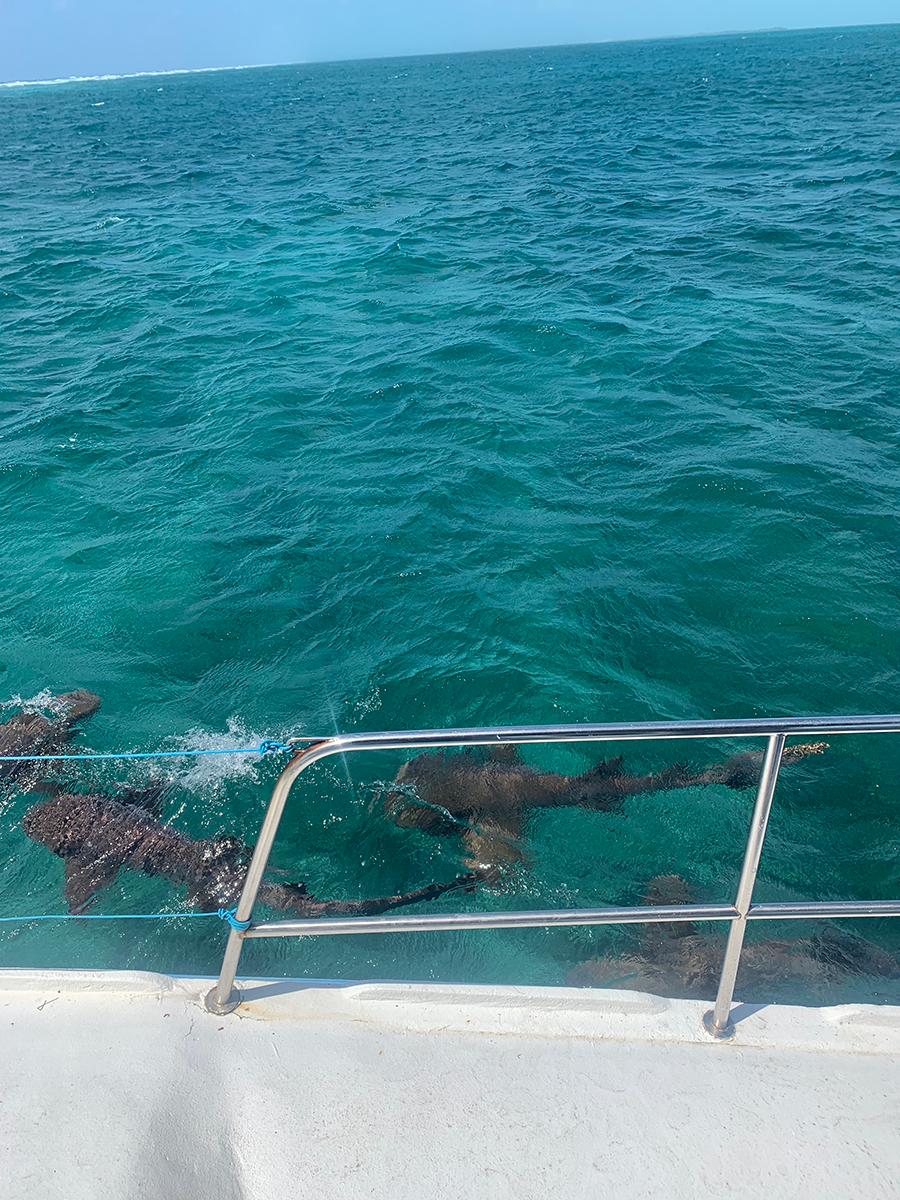Nurse sharks beside the boat in the ocean