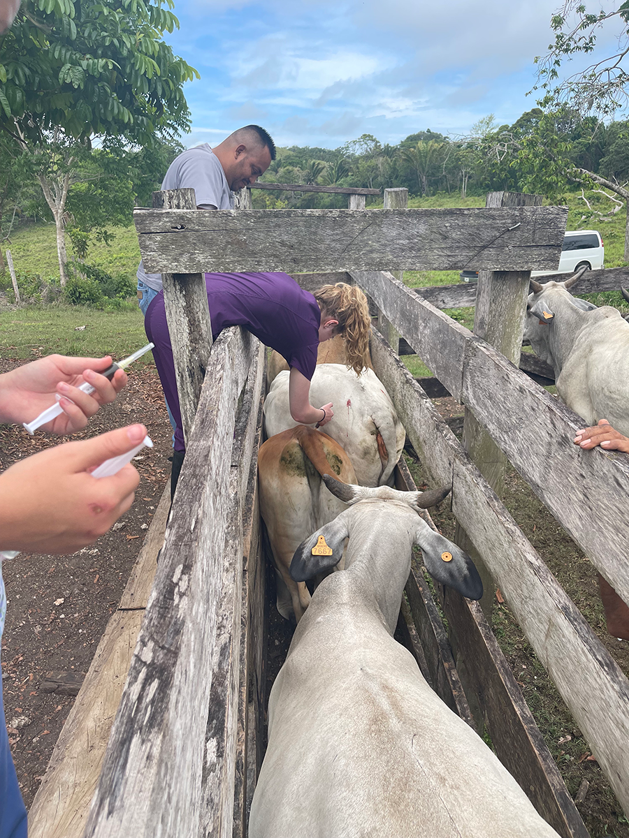 A hand with a syringe is seen at the side of a scene of cattle in a pen