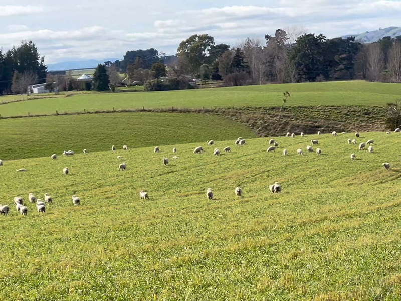 Fleeing sheep in Wairarapa