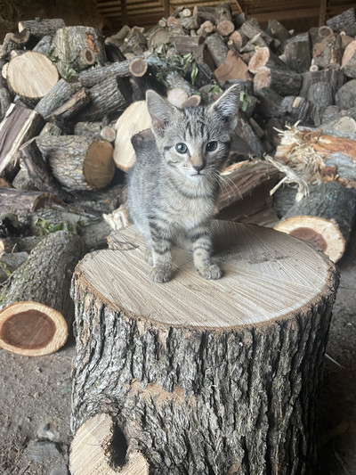 cat sitting on wood