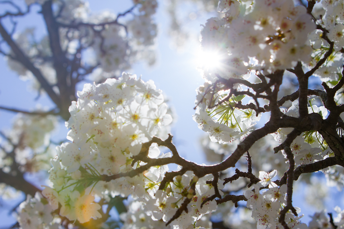 white spring flowers foregrounded against a bright blue spring sky