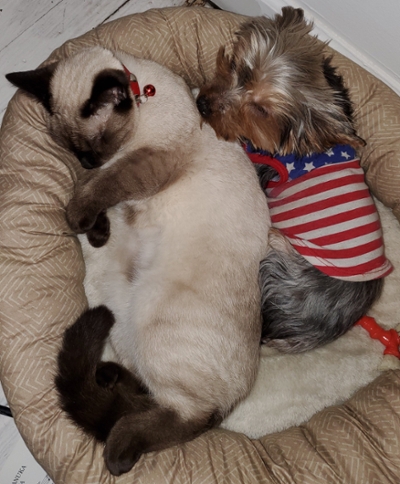 Zinnia, a yorkie, and Akko, a siamese kitten, cuddle in a pet bed