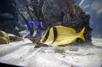 A yellow fish in a clear tank