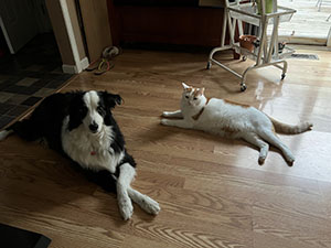 Ruowei's two pets, Fenrir the dog and Hero the cat