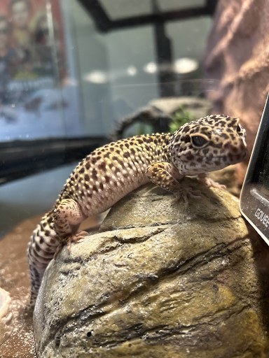 A spotted gecko named Diego sitting on a rock